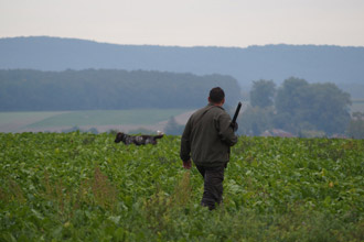 daico im feld