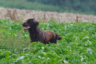 gero im feld 1