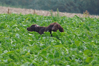 gero im feld 2