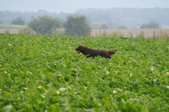 im feld schoko steht