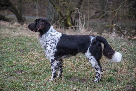 Greif vom Steinbachtal