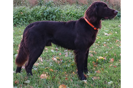 z deckruede platzhalter 400