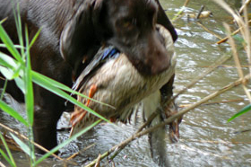 HZP Buchheim 2011			 				Verbandsjugendprüfung 2010 in Buchheim am 10. April 				 				 				 				 						 							 Gemeldet: 18, geprüft:18, bestanden:17 Hunde 							Punkte 						 						 							Kira von der Riedleite 43/09, gew. 24.01.2009, spl,sil,AH 								F:Alfons Reiner, 86502 Osterbuch 							77 						 						 							Mira von der  Schmiede 16/09, gew. 29.01.2009, spl,sil 							F: Ulrich Mergner, 96157 Ebracht 							76 						 						 							Herzog von Buchheim 444/08, gew. 03.10.2008, stumm 							F: Christian Seelmann, 91315 Höchstadt/A, 							75 						 					 							/Horneth von Buchheim 446/08, gew. 03.10.2008, sil 							F: Leonhard Schmieg, 91593 Buchheim 							74 						 					 							Hanno vom Emsdeich 582/08, gew. 26.12.2008, sil 							F: Uwe Meißner, 91620 Ohrenbach 							73 						 					 							Bazi vom Labertal 522/08, gew. 02.11.2008,sil 							F: Detlev Ring, 96152 Burghaslach 							70 						 					 						Yesterday vom Sämmenhof 384/09, gew. 06.09.2009, sil 							F: Hans Sämmer, 97950 Gerchsheim 						67  					 					 						Yesko vom Sämmenhof 377/09, gew. 06.09.2009, Laut fragl 							F: Hans Sämmer, 97950 Gerchsheim 						67 					 					 						Yulchen vom Sämmenhof 385/09, gew. 06.09.2009, silF: Kerstin Epp, 97957 Wittighausen 						66 					 					 						Ayka von der Bachmühle 540/08, gew. 25.12.2008, sil 							F: Erika Hauf, 91598 Colmberg 						63  					 					 						Heidi von Buchheim 445 /08, gew. 03.10.2009, sil 							F: Burkhard Merget, 63791 Karlsteins 						55 					 					 						Bero vom großen Herzberg 279/09, gew. 06.05.2009, sil 							F: Bernd Franke, 31195 Lamspringe 						54 					 					 						 							 								 									 										Hunde aus dem Zuchtversuch 									 								 							 						 					 					 						 							 						 					 					 						Etzel von Buchheim 34ZV09 - 65/09, gew. 06.02.2009, spl 							F: Ursula Reese-Schicker, 90592 Schwarzenbruck 						74 					 					 						Esche von Buchheim 37ZV09 - 68/09, gew. 06.02.2009, spl 							F: Christoph Rabeler, 25872 Ostenfeld 						70 					 					 						Enjia von Buchheim 36ZV09 - 67/09, gew. 06.02.2009, spl, sil 							F: Klaus Eisen, 97215 Simmershofen 						67 					 					 						Eiko von Buchheim 32ZV09 - 63/09, gew. 06.02.2009, spl 							F: Waltraud Müller, 91572 Bechhofen 						63 					 					 						Equo von Buchheim 33ZV09 - 64/09, gew. 06.02.2009, spl 							F: Jörn Cordes, 26840 Koldenbüttel 						62  					 					 				 				 				Suchensieger wurde Kira von der Riedleite, geführt von Alfons Reiner 			 			 	