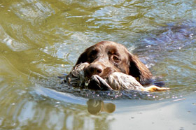 HZP Kulmbach 2011		 				Verbandsjugendprüfung 2010 in Buchheim am 10. April 				 				 				 				 						 							 Gemeldet: 18, geprüft:18, bestanden:17 Hunde 							Punkte 						 						 							Kira von der Riedleite 43/09, gew. 24.01.2009, spl,sil,AH 								F:Alfons Reiner, 86502 Osterbuch 							77 						 						 							Mira von der  Schmiede 16/09, gew. 29.01.2009, spl,sil 							F: Ulrich Mergner, 96157 Ebracht 							76 						 						 							Herzog von Buchheim 444/08, gew. 03.10.2008, stumm 							F: Christian Seelmann, 91315 Höchstadt/A, 							75 						 					 							/Horneth von Buchheim 446/08, gew. 03.10.2008, sil 							F: Leonhard Schmieg, 91593 Buchheim 							74 						 					 							Hanno vom Emsdeich 582/08, gew. 26.12.2008, sil 							F: Uwe Meißner, 91620 Ohrenbach 							73 						 					 							Bazi vom Labertal 522/08, gew. 02.11.2008,sil 							F: Detlev Ring, 96152 Burghaslach 							70 						 					 						Yesterday vom Sämmenhof 384/09, gew. 06.09.2009, sil 							F: Hans Sämmer, 97950 Gerchsheim 						67  					 					 						Yesko vom Sämmenhof 377/09, gew. 06.09.2009, Laut fragl 							F: Hans Sämmer, 97950 Gerchsheim 						67 					 					 						Yulchen vom Sämmenhof 385/09, gew. 06.09.2009, silF: Kerstin Epp, 97957 Wittighausen 						66 					 					 						Ayka von der Bachmühle 540/08, gew. 25.12.2008, sil 							F: Erika Hauf, 91598 Colmberg 						63  					 					 						Heidi von Buchheim 445 /08, gew. 03.10.2009, sil 							F: Burkhard Merget, 63791 Karlsteins 						55 					 					 						Bero vom großen Herzberg 279/09, gew. 06.05.2009, sil 							F: Bernd Franke, 31195 Lamspringe 						54 					 					 						 							 								 									 										Hunde aus dem Zuchtversuch 									 								 							 						 					 					 						 							 						 					 					 						Etzel von Buchheim 34ZV09 - 65/09, gew. 06.02.2009, spl 							F: Ursula Reese-Schicker, 90592 Schwarzenbruck 						74 					 					 						Esche von Buchheim 37ZV09 - 68/09, gew. 06.02.2009, spl 							F: Christoph Rabeler, 25872 Ostenfeld 						70 					 					 						Enjia von Buchheim 36ZV09 - 67/09, gew. 06.02.2009, spl, sil 							F: Klaus Eisen, 97215 Simmershofen 						67 					 					 						Eiko von Buchheim 32ZV09 - 63/09, gew. 06.02.2009, spl 							F: Waltraud Müller, 91572 Bechhofen 						63 					 					 						Equo von Buchheim 33ZV09 - 64/09, gew. 06.02.2009, spl 							F: Jörn Cordes, 26840 Koldenbüttel 						62  					 					 				 				 				Suchensieger wurde Kira von der Riedleite, geführt von Alfons Reiner 			 			 	