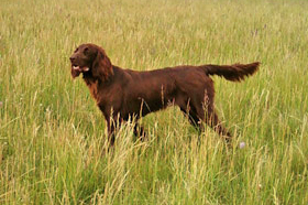 IVGP in Tschechien 2011	 				Verbandsjugendprüfung 2010 in Buchheim am 10. April 				 				 				 				 						 							 Gemeldet: 18, geprüft:18, bestanden:17 Hunde 							Punkte 						 						 							Kira von der Riedleite 43/09, gew. 24.01.2009, spl,sil,AH 								F:Alfons Reiner, 86502 Osterbuch 							77 						 						 							Mira von der  Schmiede 16/09, gew. 29.01.2009, spl,sil 							F: Ulrich Mergner, 96157 Ebracht 							76 						 						 							Herzog von Buchheim 444/08, gew. 03.10.2008, stumm 							F: Christian Seelmann, 91315 Höchstadt/A, 							75 						 					 							/Horneth von Buchheim 446/08, gew. 03.10.2008, sil 							F: Leonhard Schmieg, 91593 Buchheim 							74 						 					 							Hanno vom Emsdeich 582/08, gew. 26.12.2008, sil 							F: Uwe Meißner, 91620 Ohrenbach 							73 						 					 							Bazi vom Labertal 522/08, gew. 02.11.2008,sil 							F: Detlev Ring, 96152 Burghaslach 							70 						 					 						Yesterday vom Sämmenhof 384/09, gew. 06.09.2009, sil 							F: Hans Sämmer, 97950 Gerchsheim 						67  					 					 						Yesko vom Sämmenhof 377/09, gew. 06.09.2009, Laut fragl 							F: Hans Sämmer, 97950 Gerchsheim 						67 					 					 						Yulchen vom Sämmenhof 385/09, gew. 06.09.2009, silF: Kerstin Epp, 97957 Wittighausen 						66 					 					 						Ayka von der Bachmühle 540/08, gew. 25.12.2008, sil 							F: Erika Hauf, 91598 Colmberg 						63  					 					 						Heidi von Buchheim 445 /08, gew. 03.10.2009, sil 							F: Burkhard Merget, 63791 Karlsteins 						55 					 					 						Bero vom großen Herzberg 279/09, gew. 06.05.2009, sil 							F: Bernd Franke, 31195 Lamspringe 						54 					 					 						 							 								 									 										Hunde aus dem Zuchtversuch 									 								 							 						 					 					 						 							 						 					 					 						Etzel von Buchheim 34ZV09 - 65/09, gew. 06.02.2009, spl 							F: Ursula Reese-Schicker, 90592 Schwarzenbruck 						74 					 					 						Esche von Buchheim 37ZV09 - 68/09, gew. 06.02.2009, spl 							F: Christoph Rabeler, 25872 Ostenfeld 						70 					 					 						Enjia von Buchheim 36ZV09 - 67/09, gew. 06.02.2009, spl, sil 							F: Klaus Eisen, 97215 Simmershofen 						67 					 					 						Eiko von Buchheim 32ZV09 - 63/09, gew. 06.02.2009, spl 							F: Waltraud Müller, 91572 Bechhofen 						63 					 					 						Equo von Buchheim 33ZV09 - 64/09, gew. 06.02.2009, spl 							F: Jörn Cordes, 26840 Koldenbüttel 						62  					 					 				 				 				Suchensieger wurde Kira von der Riedleite, geführt von Alfons Reiner 			 			 	