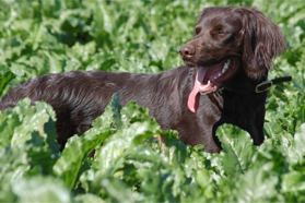 Schorlemer HZP 2011	 				Verbandsjugendprüfung 2010 in Buchheim am 10. April 				 				 				 				 						 							 Gemeldet: 18, geprüft:18, bestanden:17 Hunde 							Punkte 						 						 							Kira von der Riedleite 43/09, gew. 24.01.2009, spl,sil,AH 								F:Alfons Reiner, 86502 Osterbuch 							77 						 						 							Mira von der  Schmiede 16/09, gew. 29.01.2009, spl,sil 							F: Ulrich Mergner, 96157 Ebracht 							76 						 						 							Herzog von Buchheim 444/08, gew. 03.10.2008, stumm 							F: Christian Seelmann, 91315 Höchstadt/A, 							75 						 					 							/Horneth von Buchheim 446/08, gew. 03.10.2008, sil 							F: Leonhard Schmieg, 91593 Buchheim 							74 						 					 							Hanno vom Emsdeich 582/08, gew. 26.12.2008, sil 							F: Uwe Meißner, 91620 Ohrenbach 							73 						 					 							Bazi vom Labertal 522/08, gew. 02.11.2008,sil 							F: Detlev Ring, 96152 Burghaslach 							70 						 					 						Yesterday vom Sämmenhof 384/09, gew. 06.09.2009, sil 							F: Hans Sämmer, 97950 Gerchsheim 						67  					 					 						Yesko vom Sämmenhof 377/09, gew. 06.09.2009, Laut fragl 							F: Hans Sämmer, 97950 Gerchsheim 						67 					 					 						Yulchen vom Sämmenhof 385/09, gew. 06.09.2009, silF: Kerstin Epp, 97957 Wittighausen 						66 					 					 						Ayka von der Bachmühle 540/08, gew. 25.12.2008, sil 							F: Erika Hauf, 91598 Colmberg 						63  					 					 						Heidi von Buchheim 445 /08, gew. 03.10.2009, sil 							F: Burkhard Merget, 63791 Karlsteins 						55 					 					 						Bero vom großen Herzberg 279/09, gew. 06.05.2009, sil 							F: Bernd Franke, 31195 Lamspringe 						54 					 					 						 							 								 									 										Hunde aus dem Zuchtversuch 									 								 							 						 					 					 						 							 						 					 					 						Etzel von Buchheim 34ZV09 - 65/09, gew. 06.02.2009, spl 							F: Ursula Reese-Schicker, 90592 Schwarzenbruck 						74 					 					 						Esche von Buchheim 37ZV09 - 68/09, gew. 06.02.2009, spl 							F: Christoph Rabeler, 25872 Ostenfeld 						70 					 					 						Enjia von Buchheim 36ZV09 - 67/09, gew. 06.02.2009, spl, sil 							F: Klaus Eisen, 97215 Simmershofen 						67 					 					 						Eiko von Buchheim 32ZV09 - 63/09, gew. 06.02.2009, spl 							F: Waltraud Müller, 91572 Bechhofen 						63 					 					 						Equo von Buchheim 33ZV09 - 64/09, gew. 06.02.2009, spl 							F: Jörn Cordes, 26840 Koldenbüttel 						62  					 					 				 				 				Suchensieger wurde Kira von der Riedleite, geführt von Alfons Reiner 			 			 	