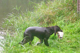 VGP Ebrach & Schlüsselfeld 2011		Verbandsjugendprüfung 2010 in Buchheim am 10. April 				 				 				 				 						 							 Gemeldet: 18, geprüft:18, bestanden:17 Hunde 							Punkte 						 						 							Kira von der Riedleite 43/09, gew. 24.01.2009, spl,sil,AH 								F:Alfons Reiner, 86502 Osterbuch 							77 						 						 							Mira von der  Schmiede 16/09, gew. 29.01.2009, spl,sil 							F: Ulrich Mergner, 96157 Ebracht 							76 						 						 							Herzog von Buchheim 444/08, gew. 03.10.2008, stumm 							F: Christian Seelmann, 91315 Höchstadt/A, 							75 						 					 							/Horneth von Buchheim 446/08, gew. 03.10.2008, sil 							F: Leonhard Schmieg, 91593 Buchheim 							74 						 					 							Hanno vom Emsdeich 582/08, gew. 26.12.2008, sil 							F: Uwe Meißner, 91620 Ohrenbach 							73 						 					 							Bazi vom Labertal 522/08, gew. 02.11.2008,sil 							F: Detlev Ring, 96152 Burghaslach 							70 						 					 						Yesterday vom Sämmenhof 384/09, gew. 06.09.2009, sil 							F: Hans Sämmer, 97950 Gerchsheim 						67  					 					 						Yesko vom Sämmenhof 377/09, gew. 06.09.2009, Laut fragl 							F: Hans Sämmer, 97950 Gerchsheim 						67 					 					 						Yulchen vom Sämmenhof 385/09, gew. 06.09.2009, silF: Kerstin Epp, 97957 Wittighausen 						66 					 					 						Ayka von der Bachmühle 540/08, gew. 25.12.2008, sil 							F: Erika Hauf, 91598 Colmberg 						63  					 					 						Heidi von Buchheim 445 /08, gew. 03.10.2009, sil 							F: Burkhard Merget, 63791 Karlsteins 						55 					 					 						Bero vom großen Herzberg 279/09, gew. 06.05.2009, sil 							F: Bernd Franke, 31195 Lamspringe 						54 					 					 						 							 								 									 										Hunde aus dem Zuchtversuch 									 								 							 						 					 					 						 							 						 					 					 						Etzel von Buchheim 34ZV09 - 65/09, gew. 06.02.2009, spl 							F: Ursula Reese-Schicker, 90592 Schwarzenbruck 						74 					 					 						Esche von Buchheim 37ZV09 - 68/09, gew. 06.02.2009, spl 							F: Christoph Rabeler, 25872 Ostenfeld 						70 					 					 						Enjia von Buchheim 36ZV09 - 67/09, gew. 06.02.2009, spl, sil 							F: Klaus Eisen, 97215 Simmershofen 						67 					 					 						Eiko von Buchheim 32ZV09 - 63/09, gew. 06.02.2009, spl 							F: Waltraud Müller, 91572 Bechhofen 						63 					 					 						Equo von Buchheim 33ZV09 - 64/09, gew. 06.02.2009, spl 							F: Jörn Cordes, 26840 Koldenbüttel 						62  					 					 				 				 				Suchensieger wurde Kira von der Riedleite, geführt von Alfons Reiner 			 			 	