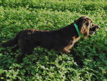 hund vorstehen